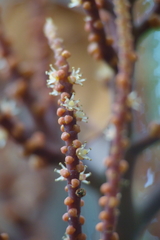 Clinosperma bracteale