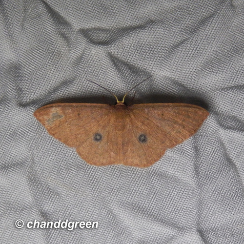 Organopoda carnearia Walker, 1861