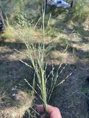 Panicum coloratum