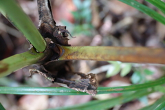 Clinosperma bracteale