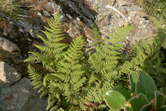 Hypolepis ambigua x h rufobarbata