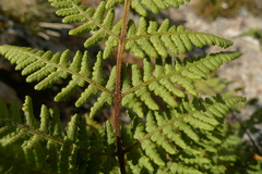 Hypolepis ambigua x h rufobarbata