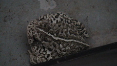 Anaxyrus fowleri