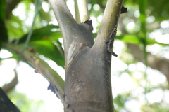 Clinosperma bracteale