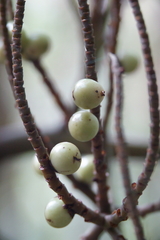 Clinosperma bracteale