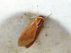 Amastus coccinator