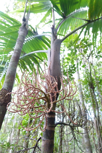 Red coral palm (Clinosperma bracteale)