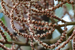 Clinosperma bracteale