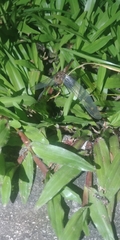 Anisoptera