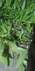 Anisoptera