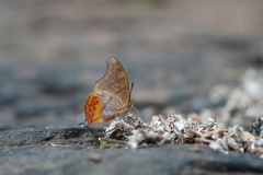 Polyura zoolina