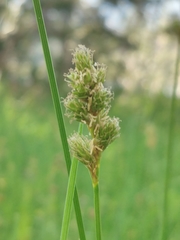 Divisae