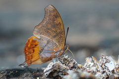 Polyura zoolina