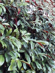 Excoecaria cochinchinensis