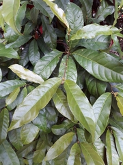 Excoecaria cochinchinensis