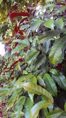 Excoecaria cochinchinensis