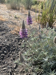 Lupinus lepidus sellulus