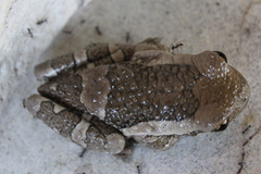 Trachycephalus vermiculatus image