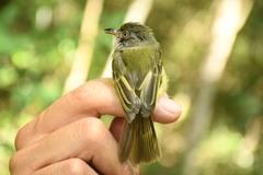 Oncostoma cinereigulare