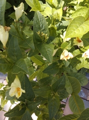 Weigela middendorffiana