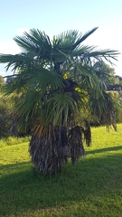 Trachycarpus fortunei