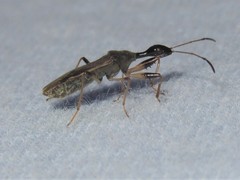 Myodocha serripes