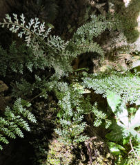 Asplenium cimmeriorum
