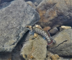 Etheostoma etowahae