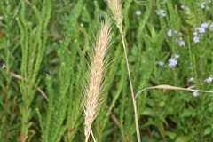 Elymus glabriflorus