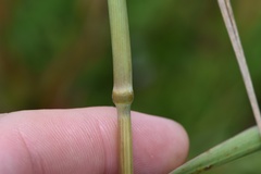 Elymus glabriflorus
