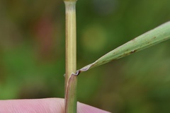 Elymus glabriflorus