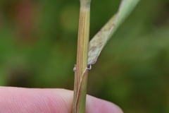 Elymus glabriflorus
