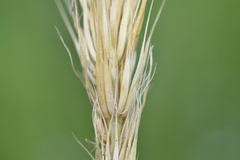 Elymus glabriflorus