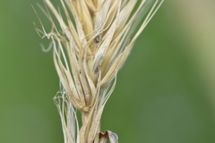Elymus glabriflorus
