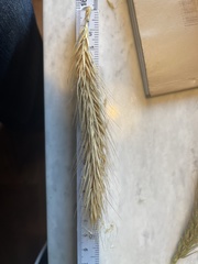 Elymus glabriflorus