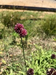 Allium vineale compactum