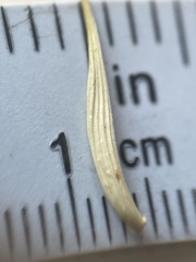 Elymus glabriflorus