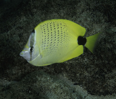 Chaetodon miliaris