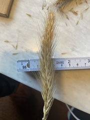 Elymus glabriflorus