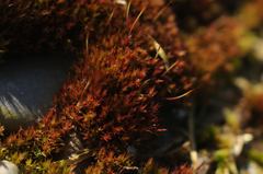 Bryoerythrophyllum recurvirostrum