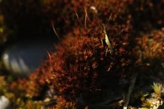 Bryoerythrophyllum recurvirostrum