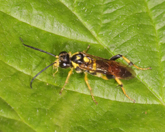 Macrophya formosa