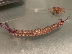 Scolopendra polymorpha