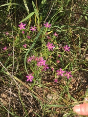 Zeltnera beyrichii