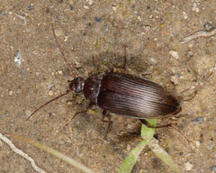Androchirus erythropus