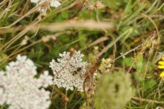 Chrysotoxum bicinctum