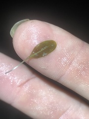 Halophila capricorni