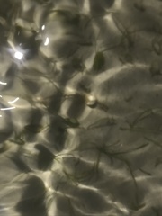 Halophila capricorni