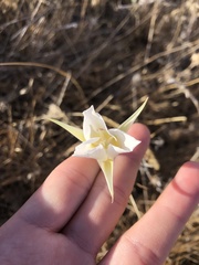 Calochortus macrocarpus maculosus