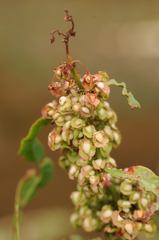 Rumex crispus littoreus